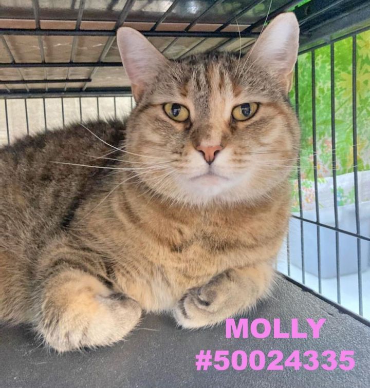 Molly , an adopted Torbie in Wilkes Barre, PA_image-1
