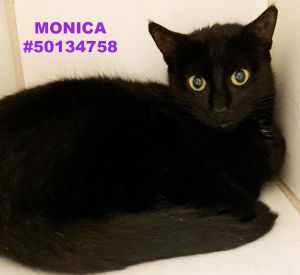 Monica