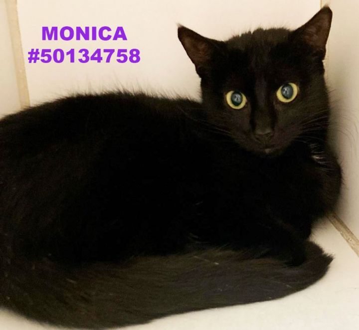 Monica , an adoptable Domestic Short Hair in Wilkes Barre, PA_image-1
