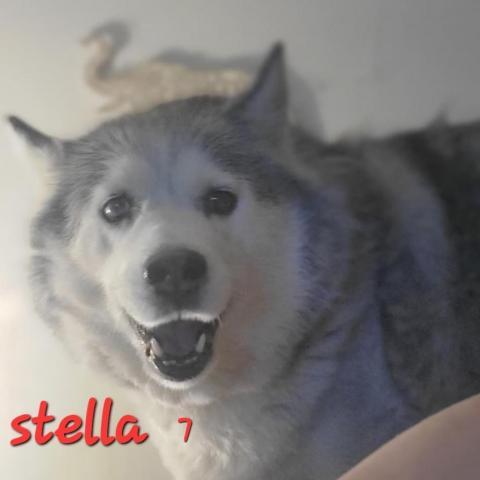 Stella