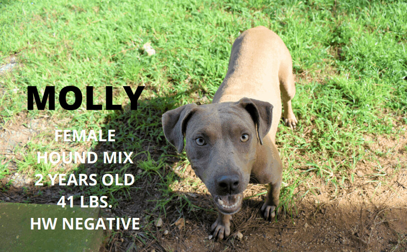 Molly