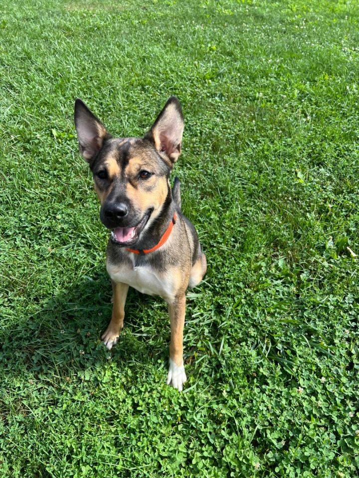 Bonnie, an adopted German Shepherd Dog Mix in South Charleston, OH_image-1