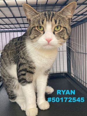 Ryan