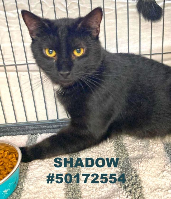 Shadow , an adoptable Domestic Short Hair in Wilkes Barre, PA_image-1
