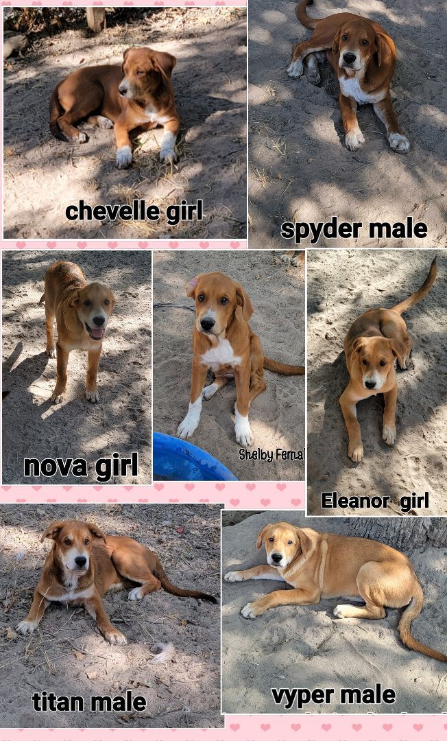 6 puppies available - Courtesy Post - Please Contact Owner Directly
