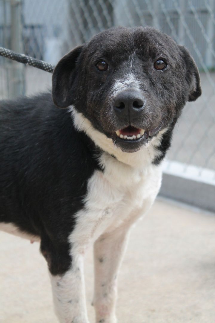 Hodor, an adoptable Black Labrador Retriever Mix in Carrollton, GA_image-2