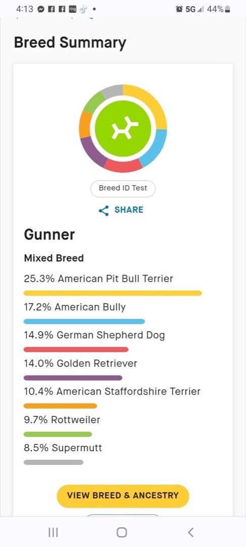 Gunner, an adoptable Mixed Breed in Derby, NY, 14047 | Photo Image 6