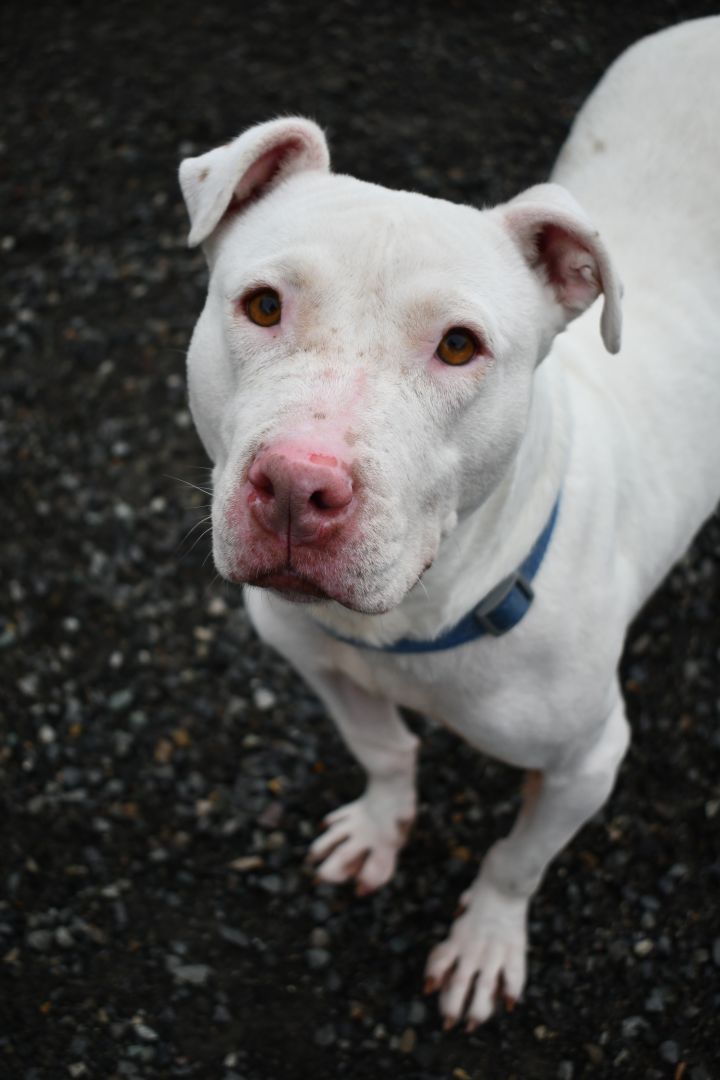 Peggy, an adopted Pit Bull Terrier Mix in Bellingham, WA_image-1