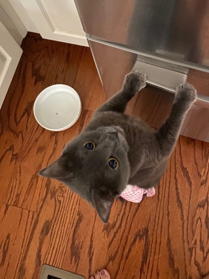Inky (the Miracle Kitty) 2