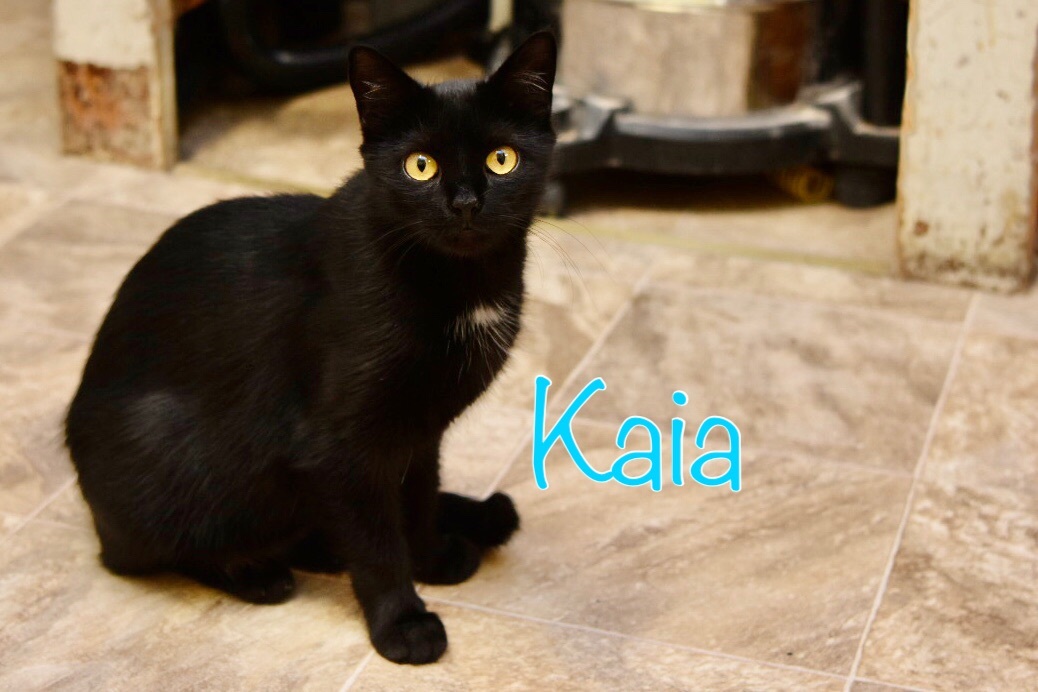 Kaia, an adoptable Domestic Short Hair in Little Falls, NY, 13365 | Photo Image 2