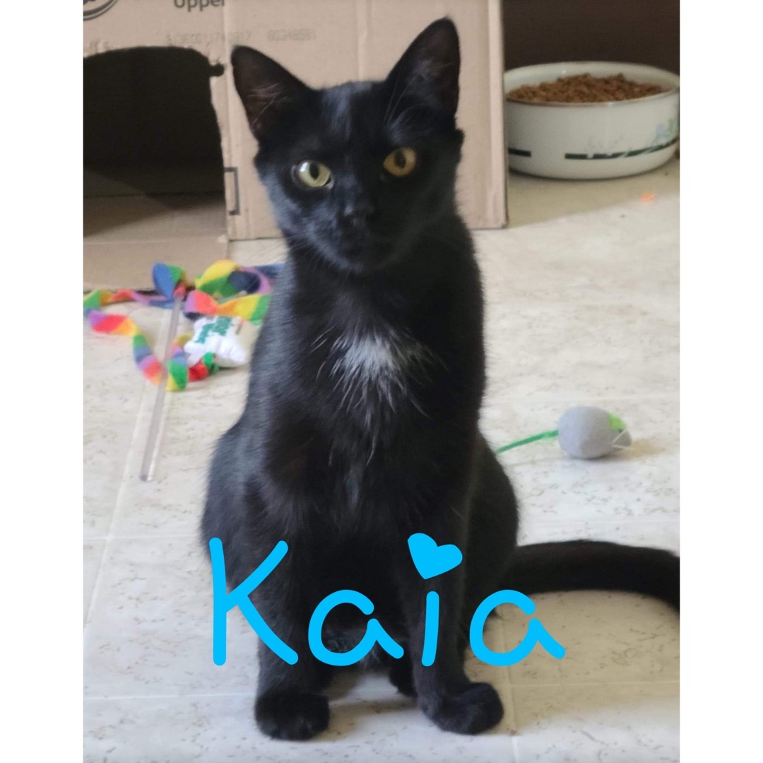 Kaia, an adoptable Domestic Short Hair in Little Falls, NY, 13365 | Photo Image 3