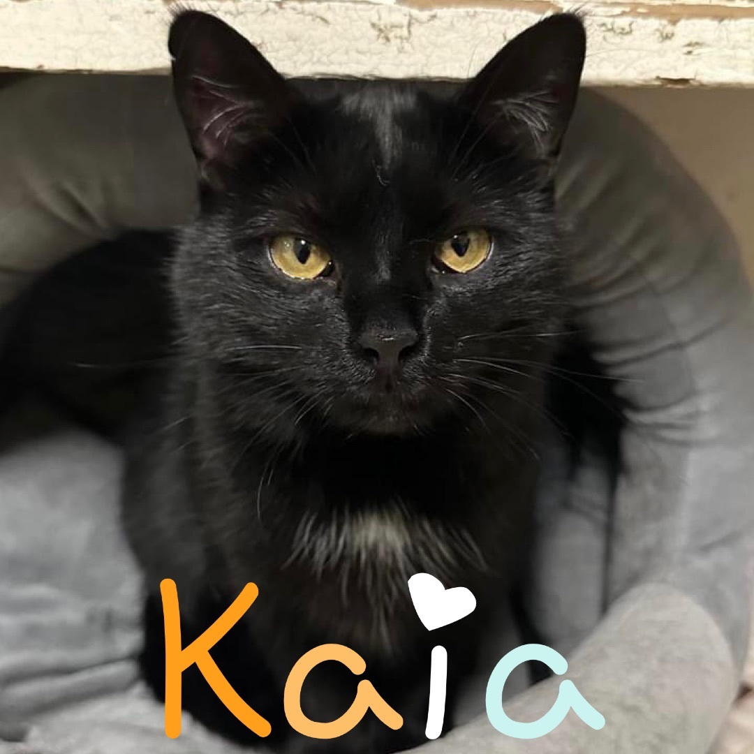 Kaia, an adoptable Domestic Short Hair in Little Falls, NY, 13365 | Photo Image 1