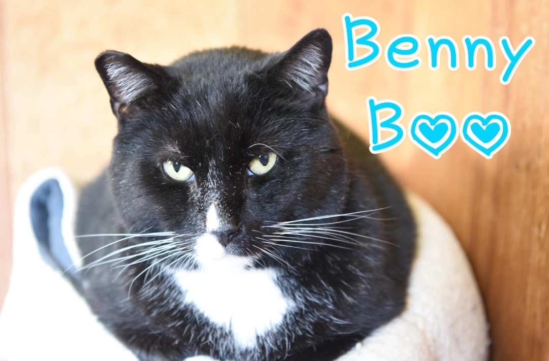 Benny Boo, an adoptable Domestic Short Hair in Little Falls, NY, 13365 | Photo Image 2