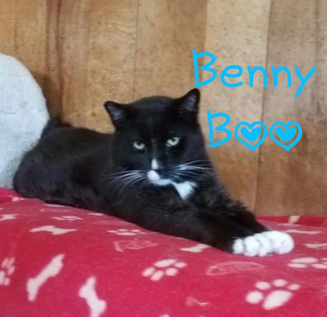Benny Boo, an adoptable Domestic Short Hair in Little Falls, NY, 13365 | Photo Image 4
