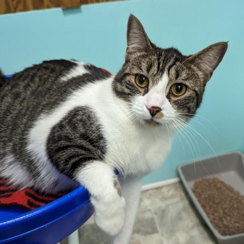 Mulligan, an adoptable Domestic Short Hair in Buffalo, NY, 14226 | Photo Image 1