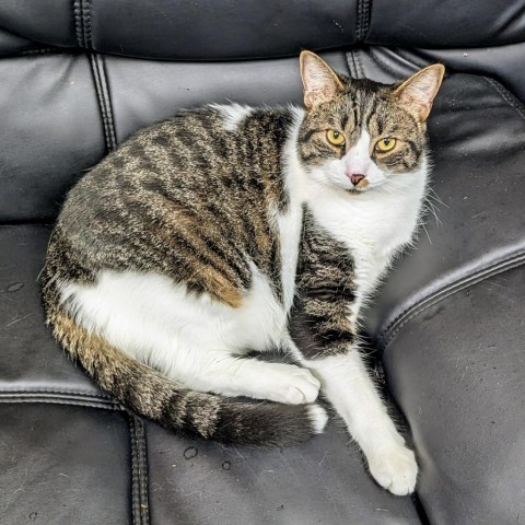 Mulligan, an adoptable Domestic Short Hair in Buffalo, NY, 14226 | Photo Image 1