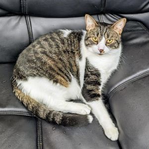 Mulligan, Adult Male Domestic Short Hair