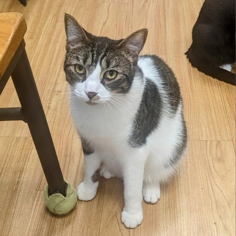 Mulligan, an adoptable Domestic Short Hair in Buffalo, NY, 14226 | Photo Image 2