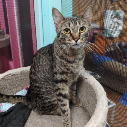 Marti, an adoptable Domestic Short Hair in Buffalo, NY, 14226 | Photo Image 1