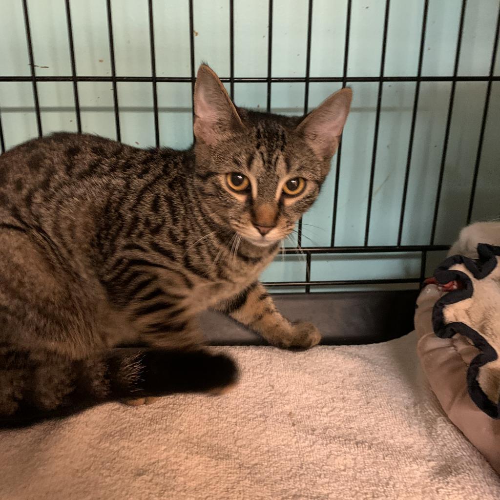 Marti, an adoptable Domestic Short Hair in Buffalo, NY, 14226 | Photo Image 2