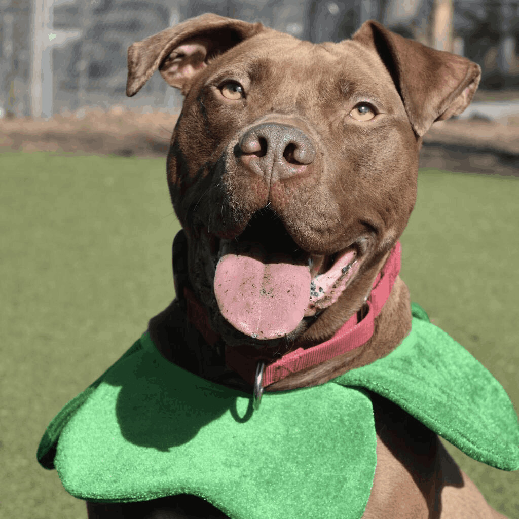 Cocoa, an adoptable Pit Bull Terrier, Mixed Breed in Wellborn, FL, 32094 | Photo Image 3