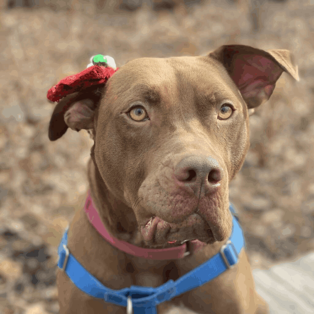 Cocoa, an adoptable Pit Bull Terrier, Mixed Breed in Wellborn, FL, 32094 | Photo Image 4