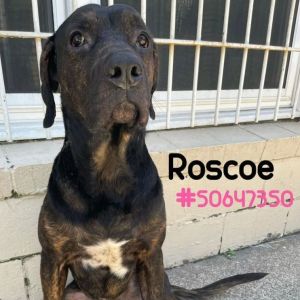 Roscoe