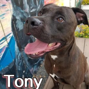 Tony
