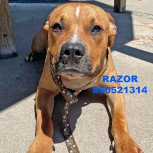 Razor