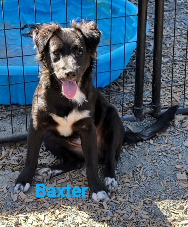 Baxter 3