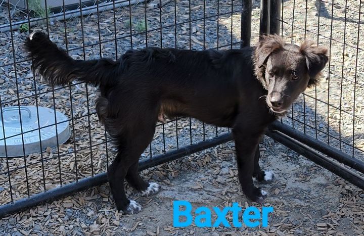 Baxter 4