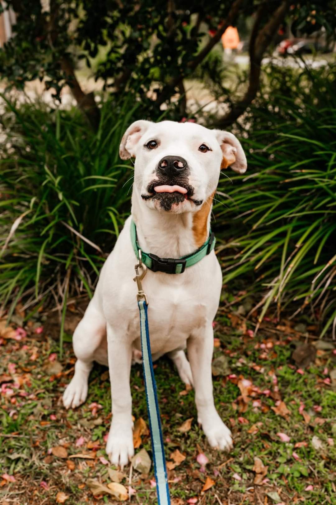 Loki, an adoptable American Bulldog in Fort Walton Beach, FL, 32547 | Photo Image 1