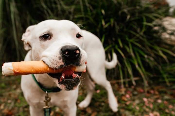 Loki, an adoptable American Bulldog in Fort Walton Beach, FL, 32547 | Photo Image 2