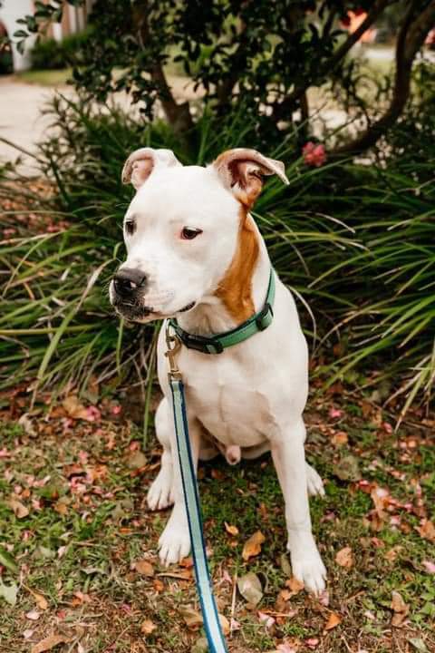 Loki, an adoptable American Bulldog in Fort Walton Beach, FL, 32547 | Photo Image 3