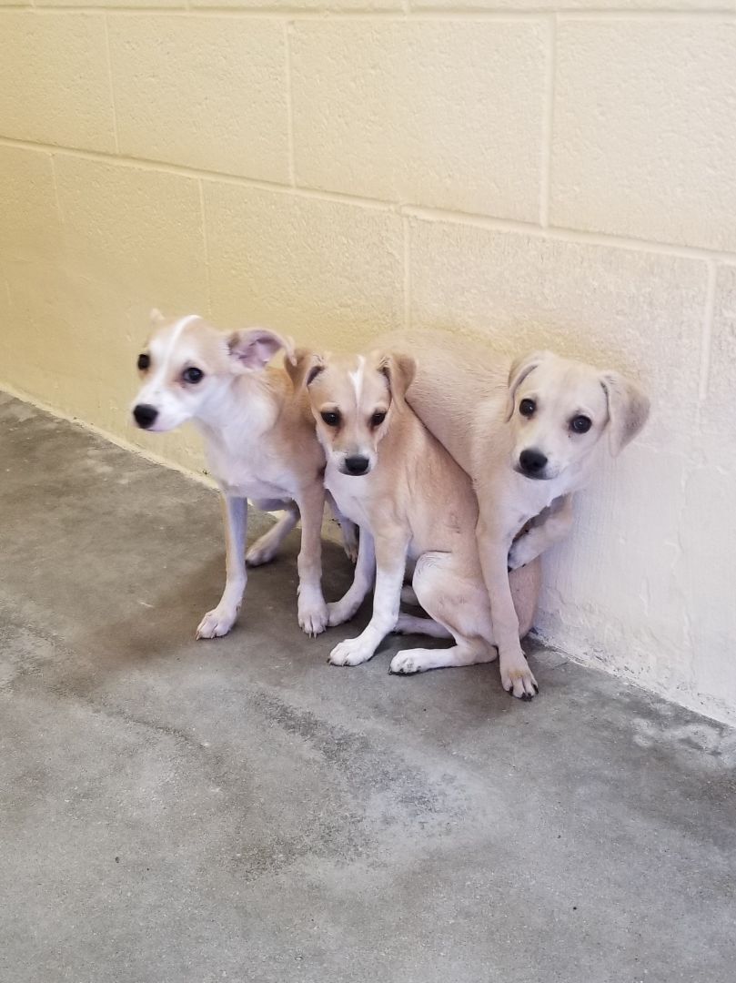 Chihuahua's