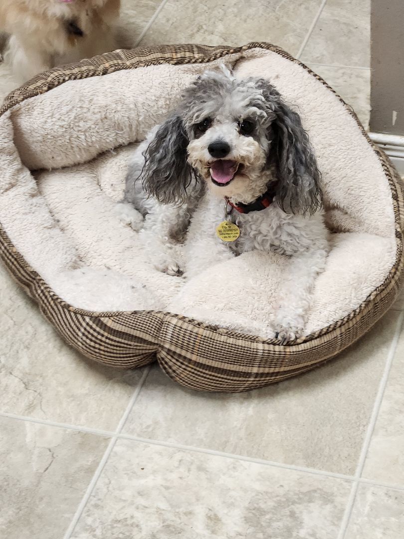 Buddy, an adoptable Miniature Poodle in Chatham, ON, N7M 2Z7 | Photo Image 2