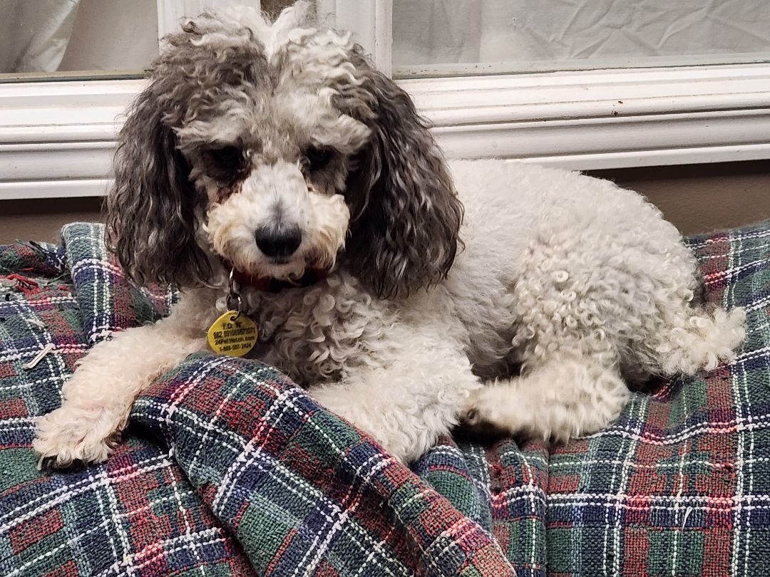 Buddy, an adoptable Miniature Poodle in Chatham, ON, N7M 2Z7 | Photo Image 1