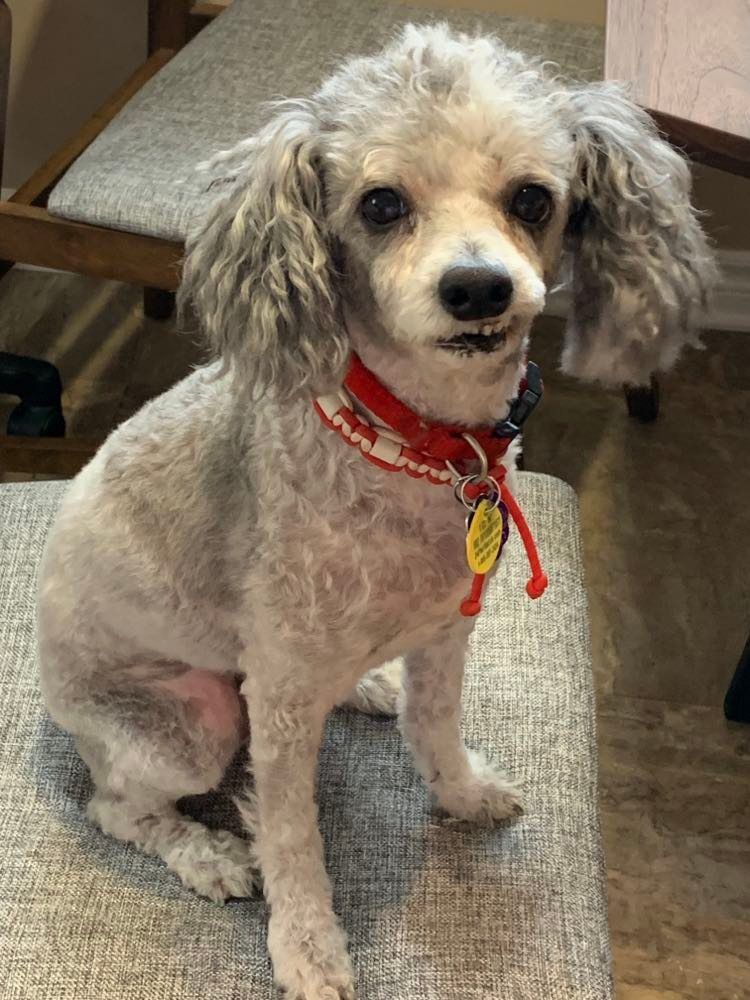 Buddy, an adoptable Miniature Poodle in Chatham, ON, N7M 2Z7 | Photo Image 3