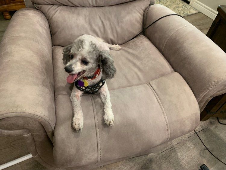 Buddy, an adoptable Miniature Poodle in Chatham, ON, N7M 2Z7 | Photo Image 5