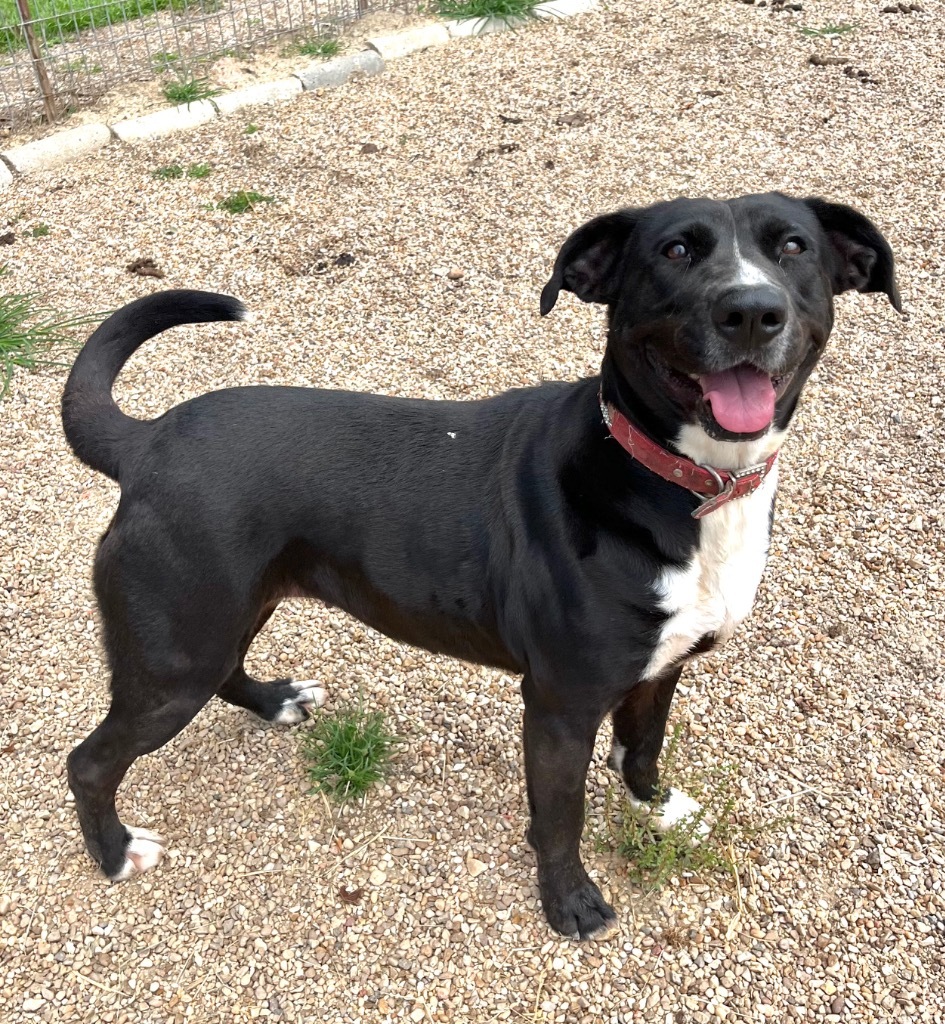 Mary Jane, an adoptable Labrador Retriever, Mixed Breed in Saint Francisville, LA, 70775 | Photo Image 1