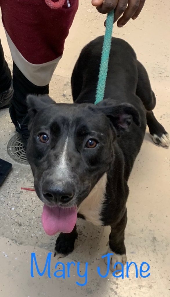 Mary Jane, an adoptable Labrador Retriever, Mixed Breed in Saint Francisville, LA, 70775 | Photo Image 2