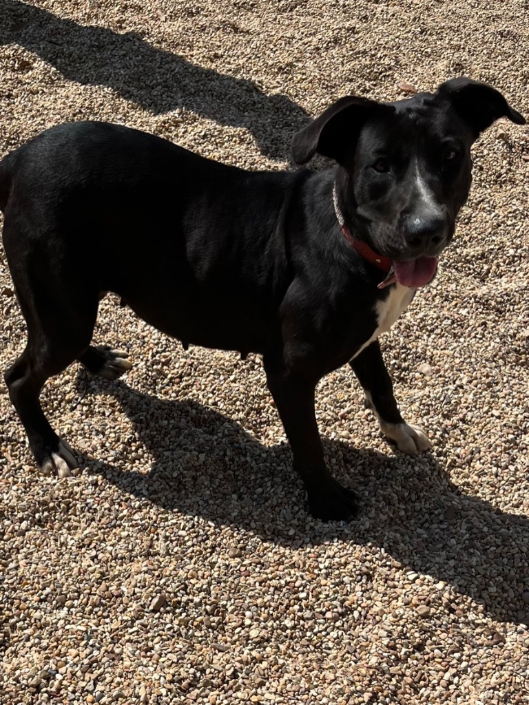 Mary Jane, an adoptable Labrador Retriever, Mixed Breed in Saint Francisville, LA, 70775 | Photo Image 3