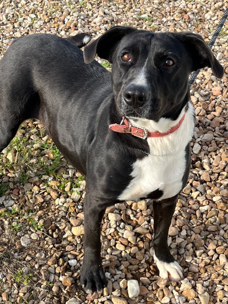 Mary Jane, an adoptable Labrador Retriever, Mixed Breed in Saint Francisville, LA, 70775 | Photo Image 4