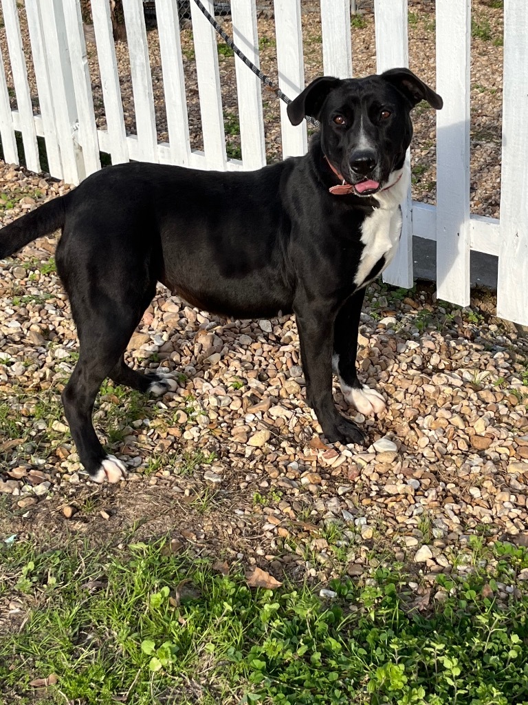 Mary Jane, an adoptable Labrador Retriever, Mixed Breed in Saint Francisville, LA, 70775 | Photo Image 5