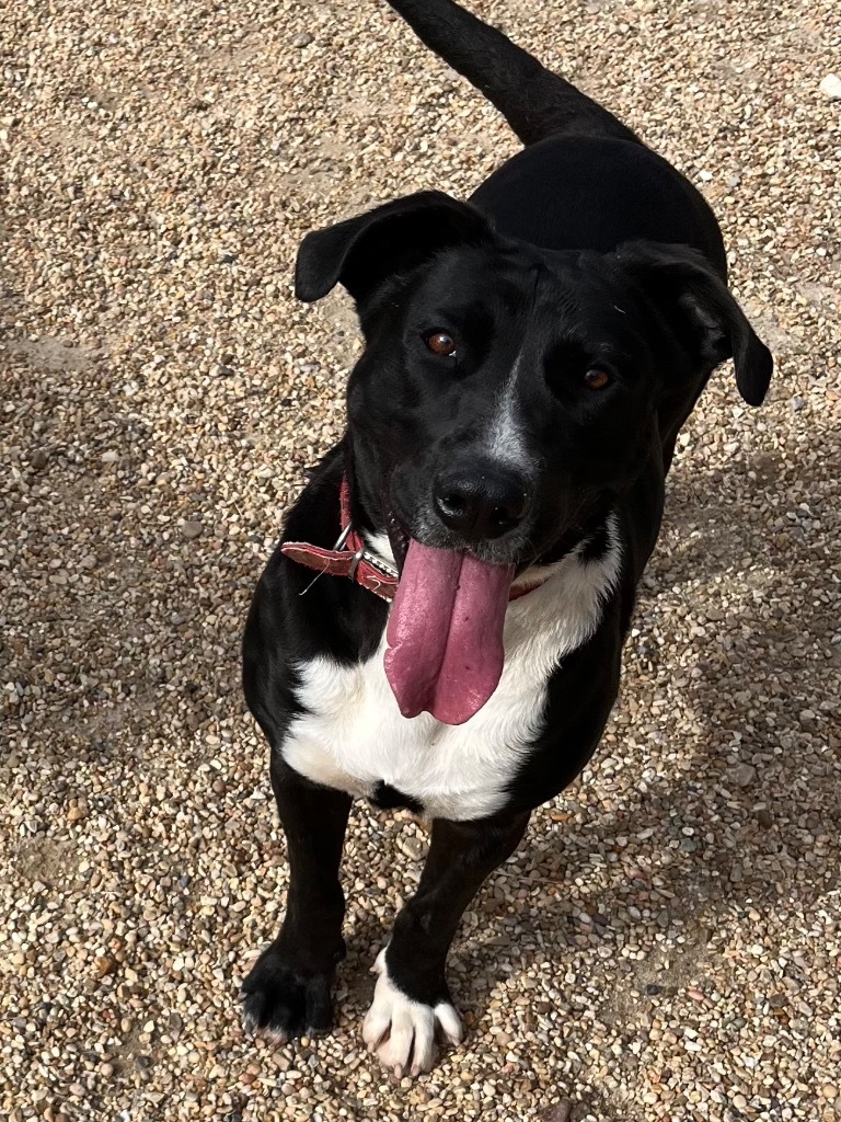 Mary Jane, an adoptable Labrador Retriever, Mixed Breed in Saint Francisville, LA, 70775 | Photo Image 6