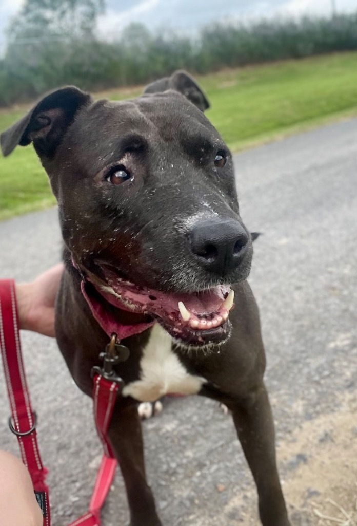 Lita, an adoptable Pit Bull Terrier, Labrador Retriever in Saint Francisville, LA, 70775 | Photo Image 1