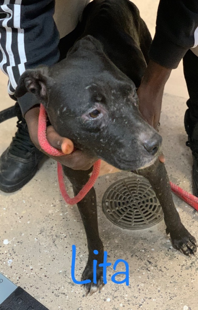 Lita, an adoptable Pit Bull Terrier, Labrador Retriever in Saint Francisville, LA, 70775 | Photo Image 2