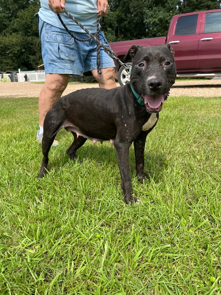 Lita, an adoptable Pit Bull Terrier, Labrador Retriever in Saint Francisville, LA, 70775 | Photo Image 3