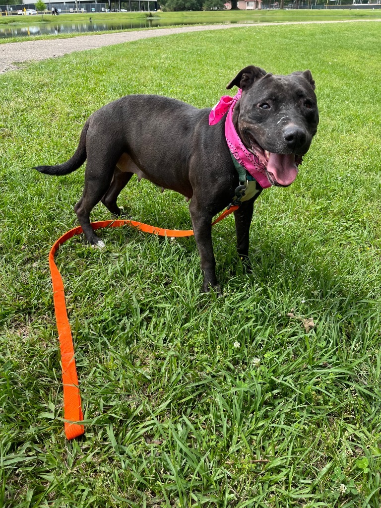 Lita, an adoptable Pit Bull Terrier, Labrador Retriever in Saint Francisville, LA, 70775 | Photo Image 4