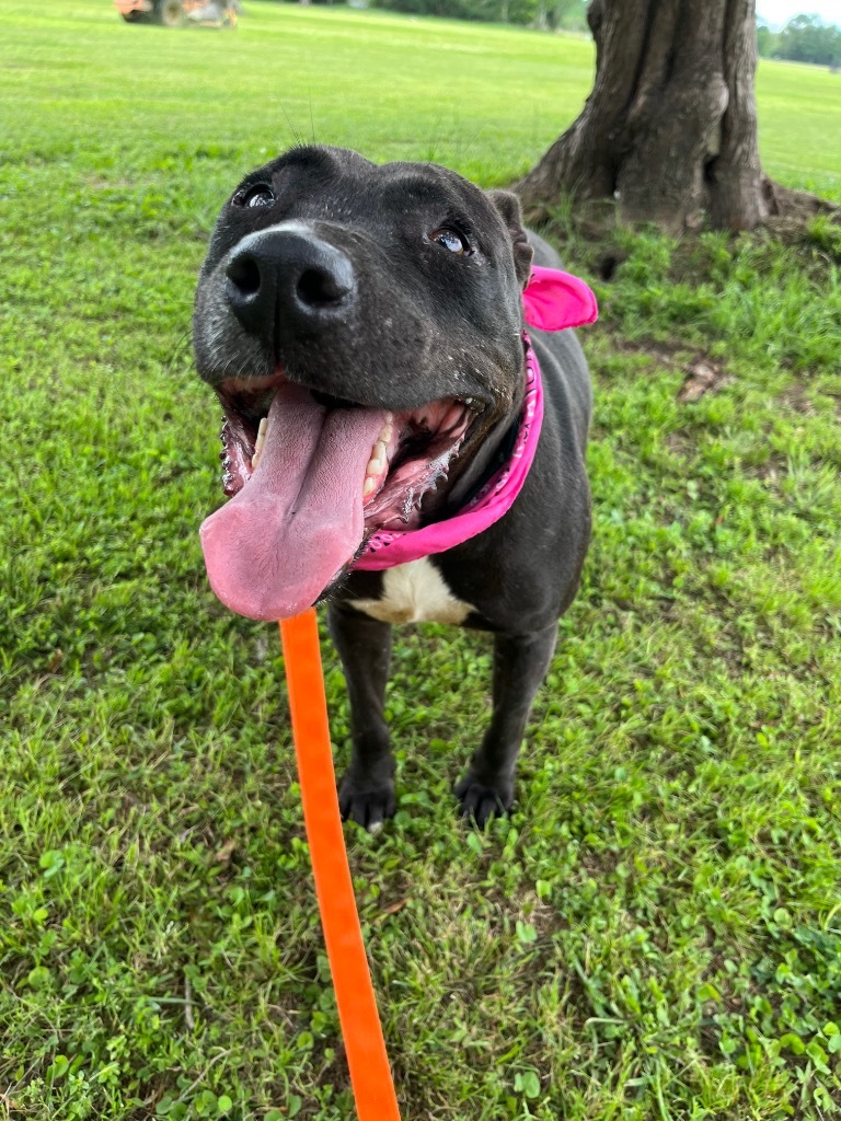 Lita, an adoptable Pit Bull Terrier, Labrador Retriever in Saint Francisville, LA, 70775 | Photo Image 5